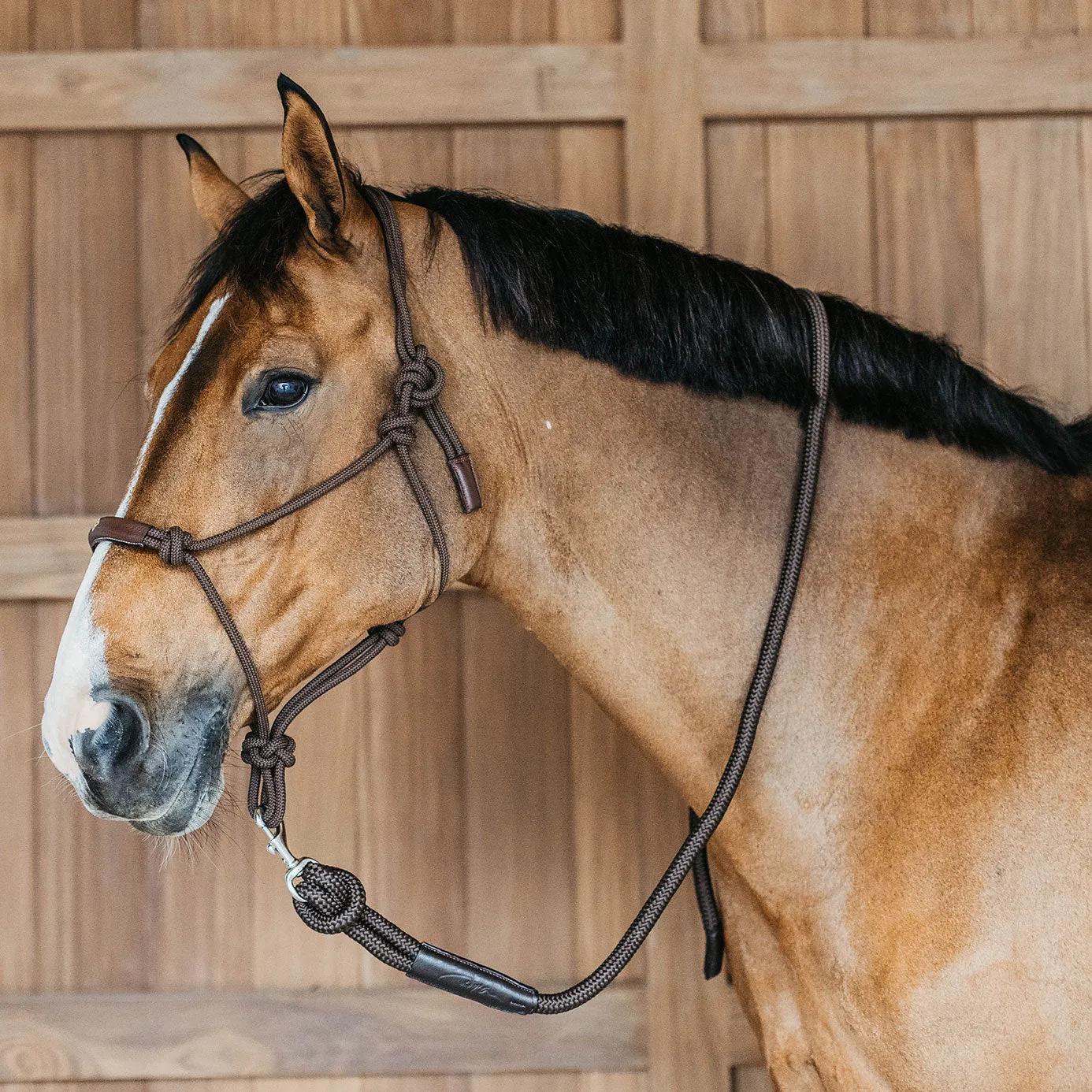 Dy'on Working Collection Training Halter - Brown